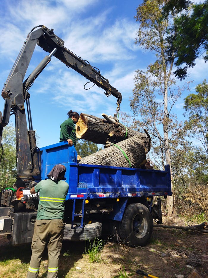 Workers use machinery to load large timber logs onto a blue truck in an outdoor setting.